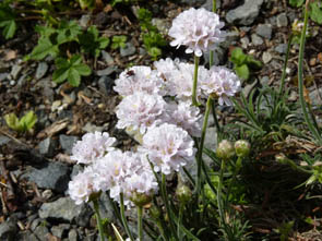 Armeria pubigera